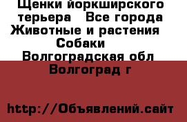 Щенки йоркширского терьера - Все города Животные и растения » Собаки   . Волгоградская обл.,Волгоград г.